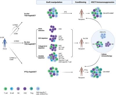<mark class="highlighted">CMV Infection</mark> and CMV-Specific Immune Reconstitution Following Haploidentical Stem Cell Transplantation: An Update